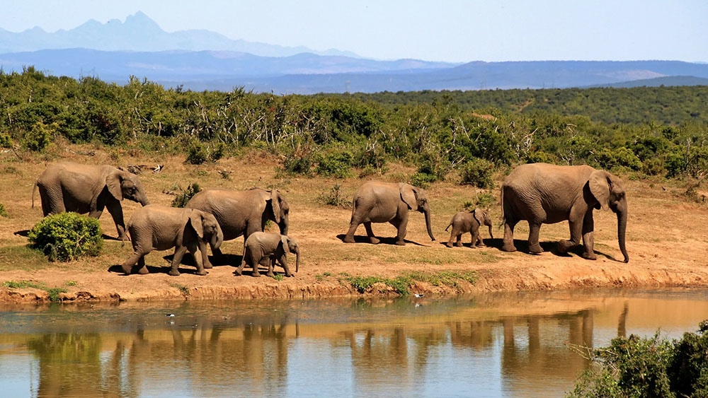 4 DAYS 3 NIGHTS SERENGETI & NGORONGORO TENTED CAMP SAFARI