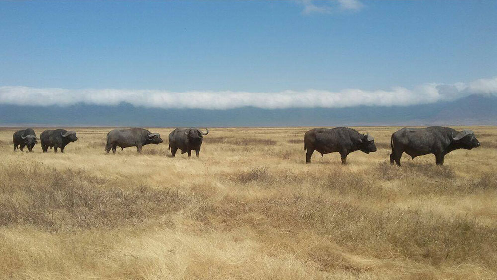 4 DAYS 3 NIGHTS SERENGETI & NGORONGORO TENTED CAMP SAFARI