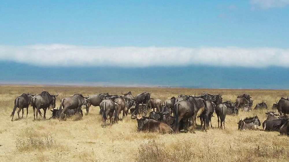 4 DAYS 3 NIGHTS SERENGETI & NGORONGORO TENTED CAMP SAFARI