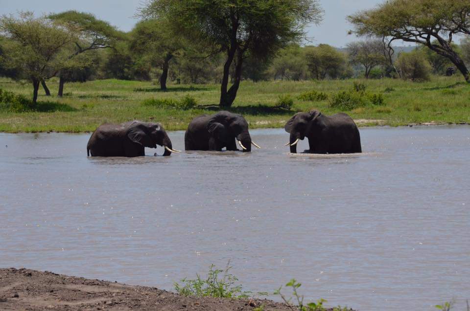 4 DAYS 3 NIGHTS SERENGETI & NGORONGORO TENTED CAMP SAFARI