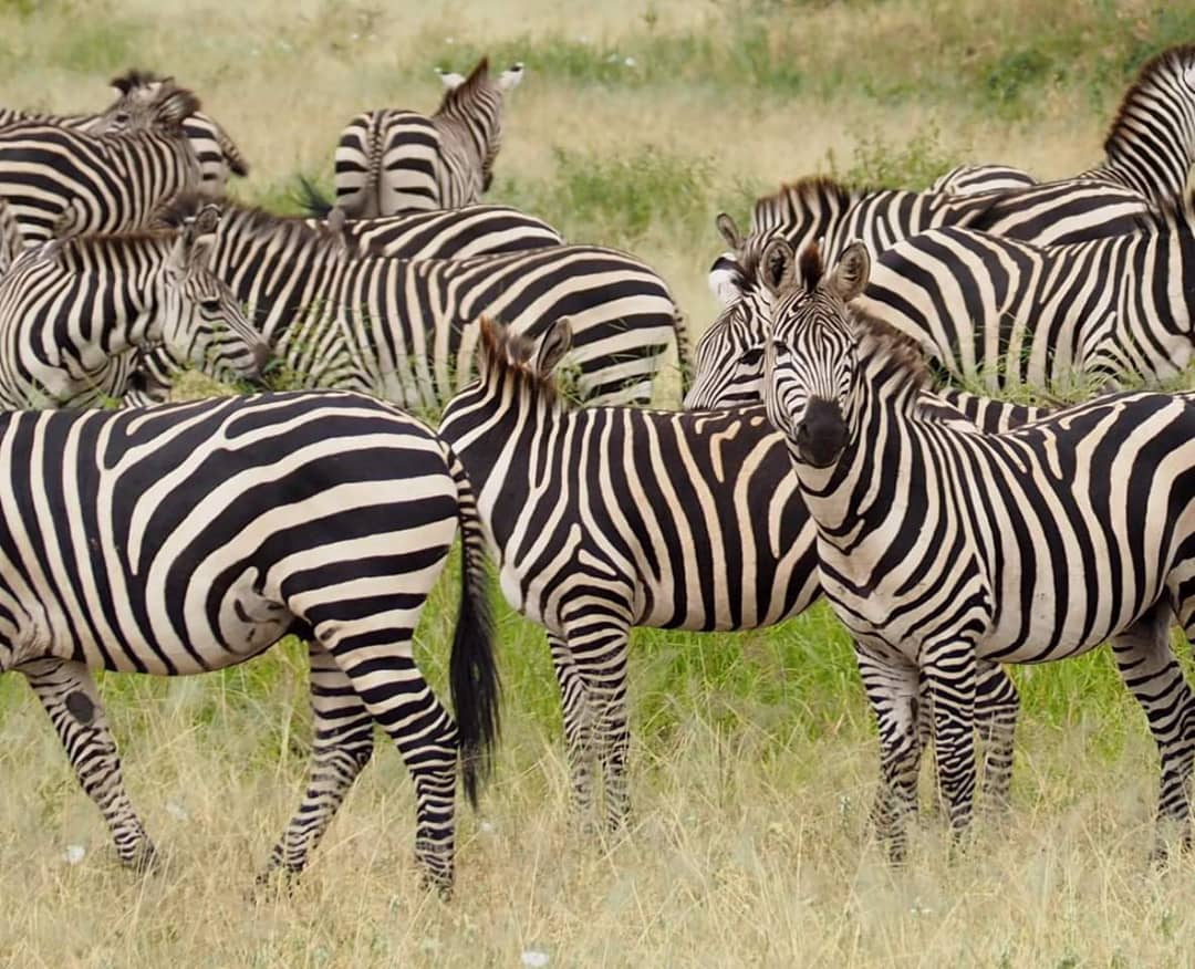4 DAYS 3 NIGHTS SERENGETI & NGORONGORO TENTED CAMP SAFARI