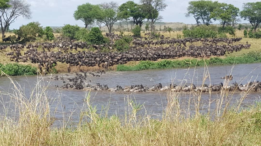 4 DAYS 3 NIGHTS SERENGETI & NGORONGORO TENTED CAMP SAFARI
