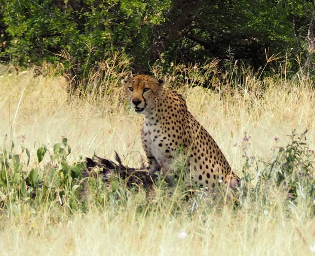 4 DAYS 3 NIGHTS SERENGETI & NGORONGORO TENTED CAMP SAFARI