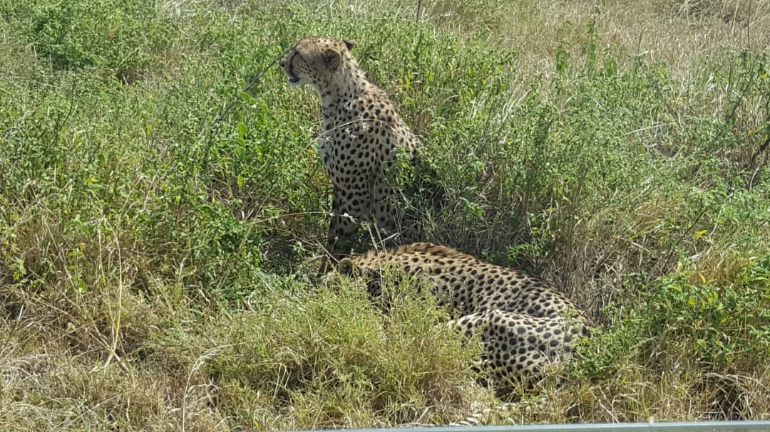 4 DAYS 3 NIGHTS SERENGETI & NGORONGORO TENTED CAMP SAFARI