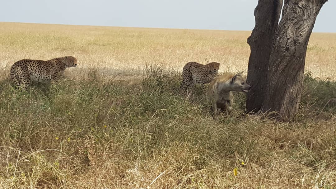 4 DAYS 3 NIGHTS SERENGETI & NGORONGORO TENTED CAMP SAFARI