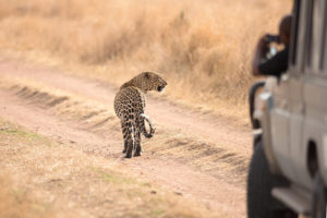 5 DAYS LAKE MANYARA, NGORONGORO CRATER, TARANGIRE