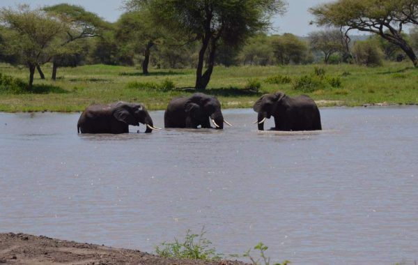 4 DAYS 3 NIGHTS SERENGETI & NGORONGORO TENTED CAMP SAFARI